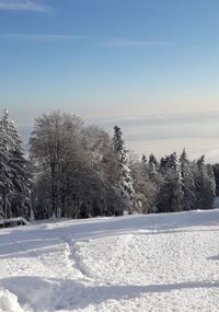 Trees against sky during winter