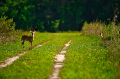 View of deers on footpath