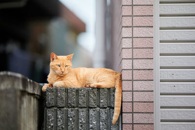 Portrait of cat by wall