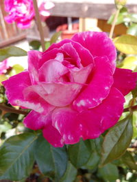 Close-up of pink flower