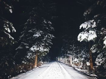 Road amidst trees during winter