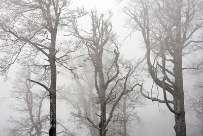 Low angle view of bare trees in foggy weather