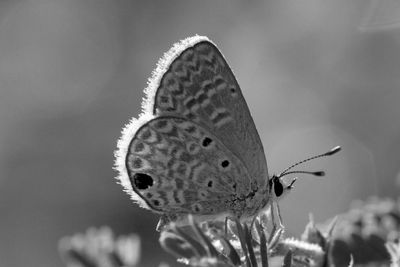 Backlit butterfly, st kitts and nevis