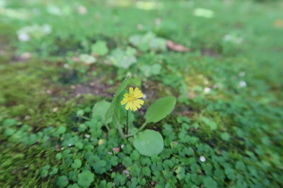High angle view of small plant growing on field