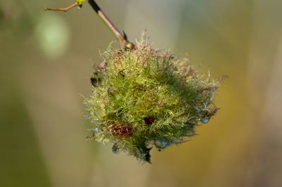 Close-up of gall wasp outdoors