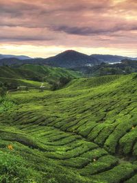 Scenic view of agricultural field against sky during sunset