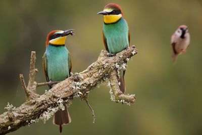 Close-up of bird perching on branch