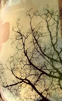 Close-up of bare tree during winter