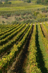 Scenic view of vineyard