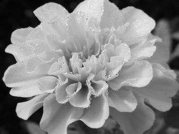 Close-up of white flowers blooming outdoors