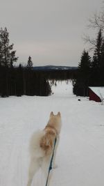 Dog on snow covered landscape against sky