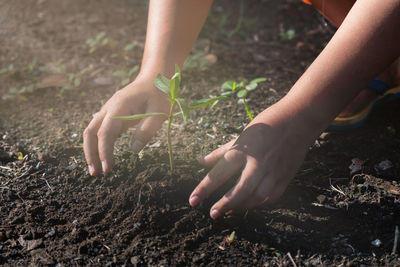 Cropped hands planting on field