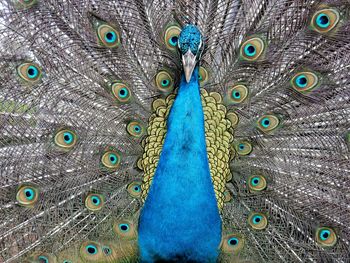 Close-up of peacock