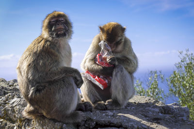 Monkeys sitting on rock