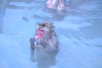 Duck swimming in water