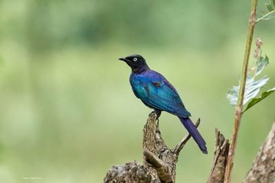 Close-up of bird perching on tree