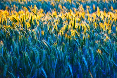 Close-up of green and yellow barley in field