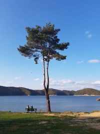 Tree by lake against sky