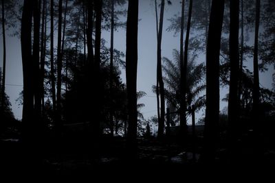 Silhouette trees in forest against sky at dusk