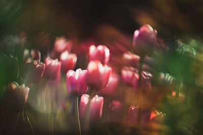 Close-up of pink tulips on field
