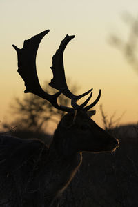 Close-up of silhouette deer on field against sky during sunset