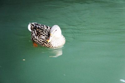 Bird in water