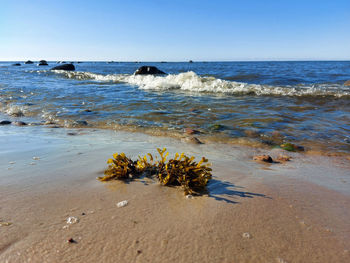 sea