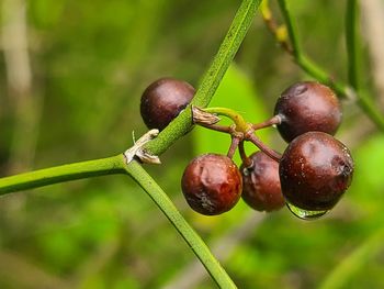 Close-up of fruits growing on tree