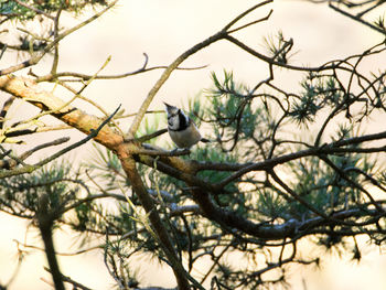 Low angle view of bird perching on tree