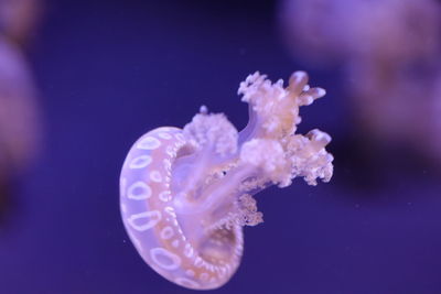 Close-up of jellyfish swimming in sea