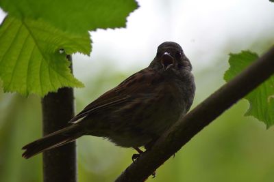 Close-up of bird perching on branch