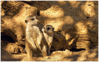 Animal resting on rock