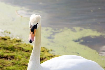 Close-up of swan swimming on lake