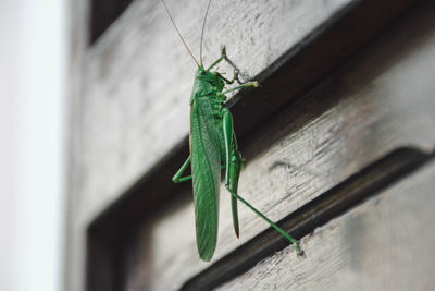 Close-up of grasshopper