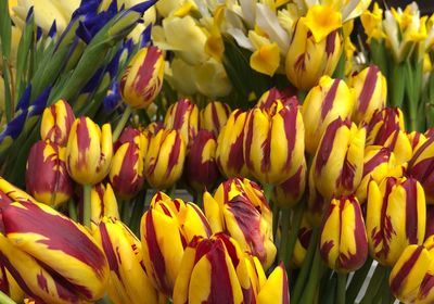 Full frame shot of yellow tulips