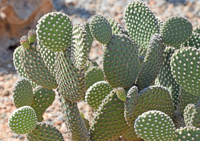 Close-up of prickly pear cactus