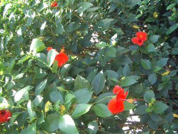 Close-up of red flowers and leaves