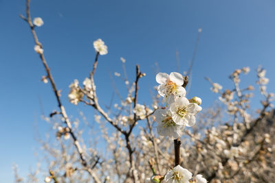 Low angle view of cherry blossom against sky