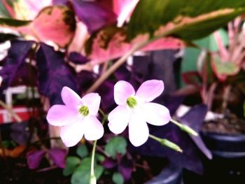 Close-up of pink flowers