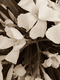 Close-up of flower blooming outdoors