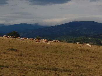 Cows grazing on field against sky