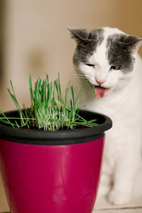 Close-up of cat in pot