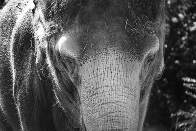 Close-up of elephant