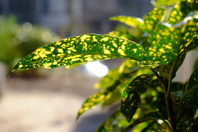 Close-up of plant leaves