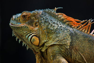 Close-up of lizard against black background