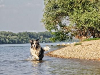 Dog in a river