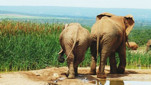 View of elephant in field