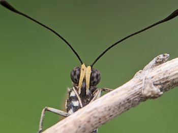 Close-up of insect