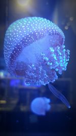 Close-up of jellyfish swimming in aquarium