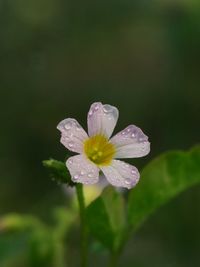 Close-up of raindrops on flower